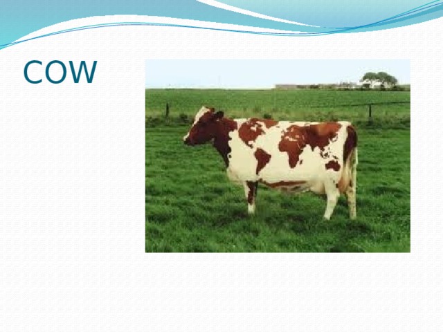 COW 