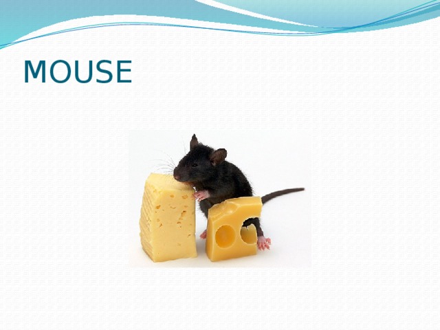 MOUSE 