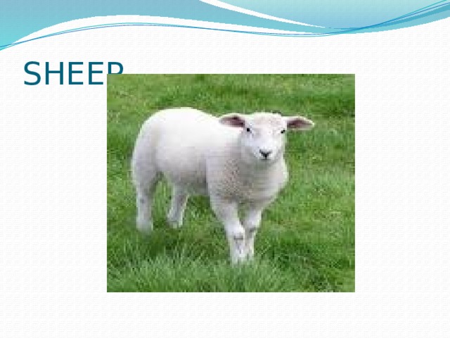 SHEEP 
