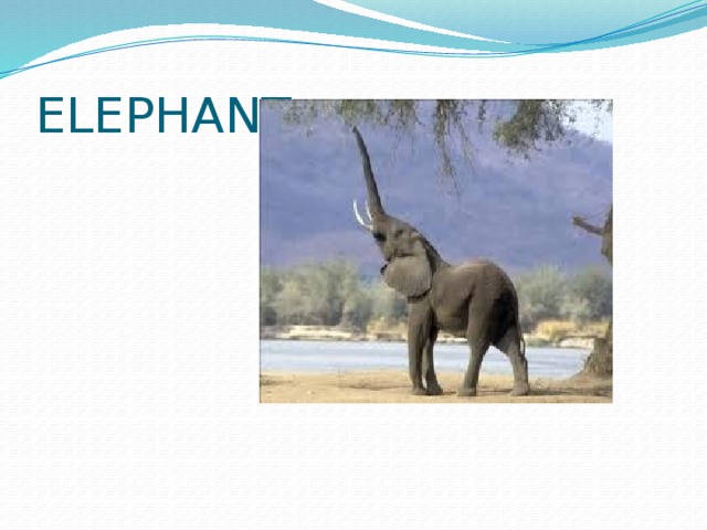 ELEPHANT 