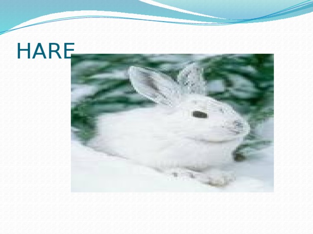 HARE 