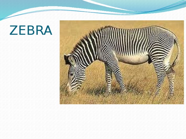 ZEBRA 