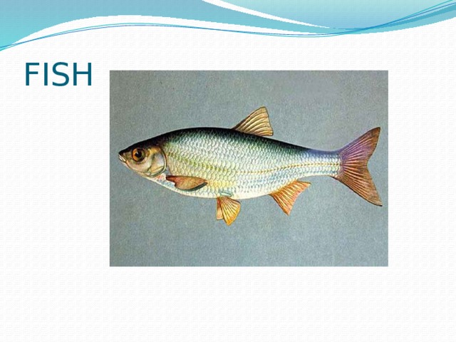 FISH 