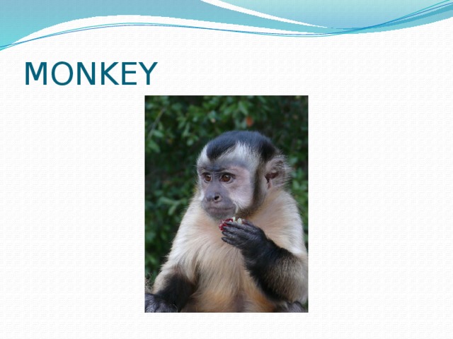 MONKEY 