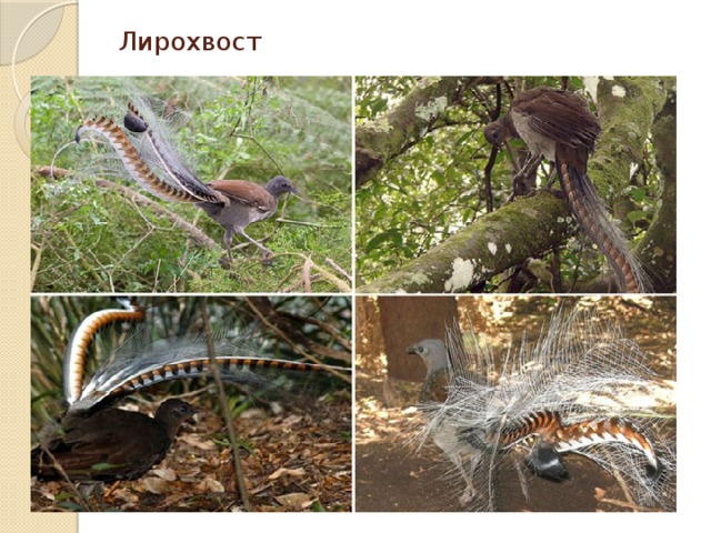 Лирохвост 