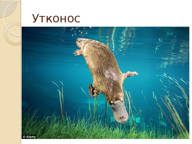 Утконос 