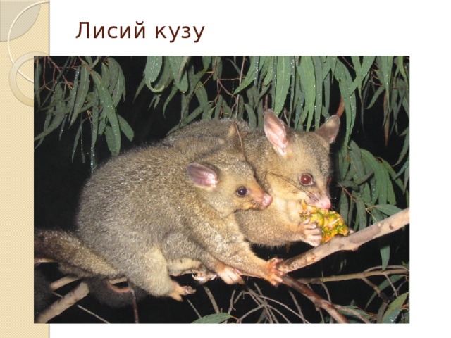 Лисий кузу 