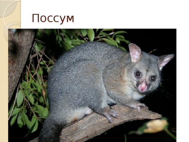 Поссум 