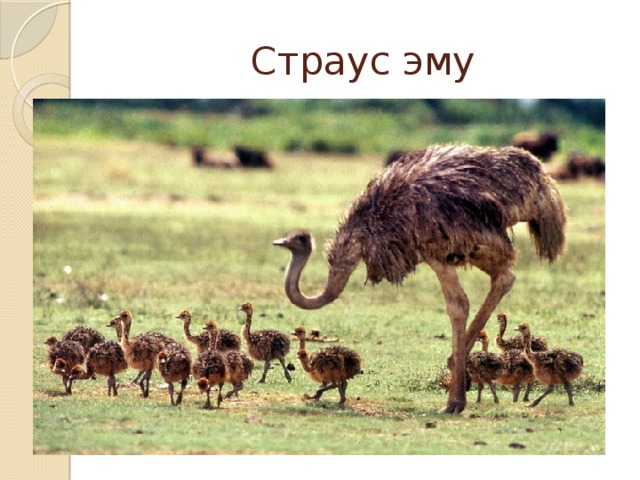 Страус эму 