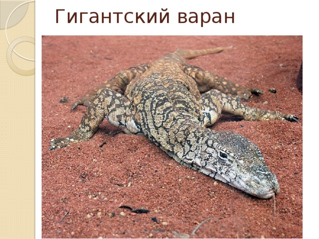 Гигантский варан 