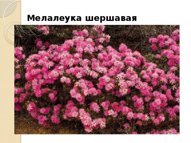 Мелалеука шершавая 