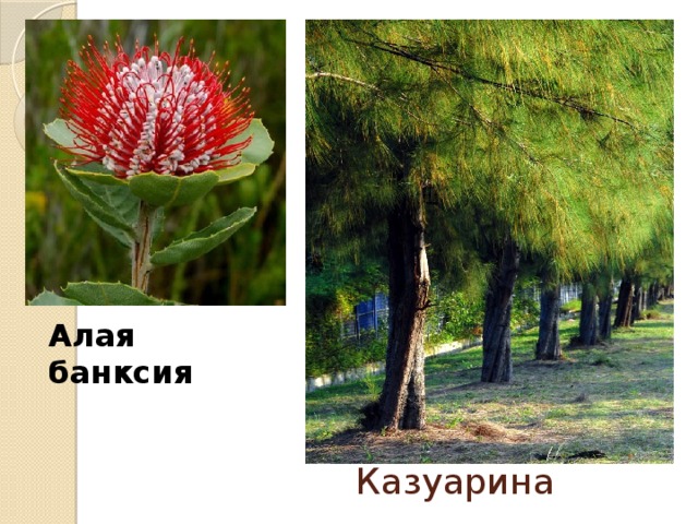 Алая банксия Казуарина 