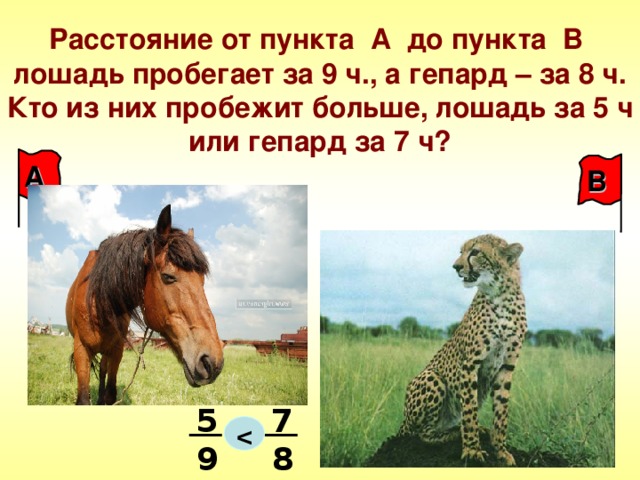 Расстояние от пункта А до пункта В лошадь пробегает за 9 ч., а гепард – за 8 ч.  Кто из них пробежит больше, лошадь за 5 ч или гепард за 7 ч? А  В 5 7  9 8 