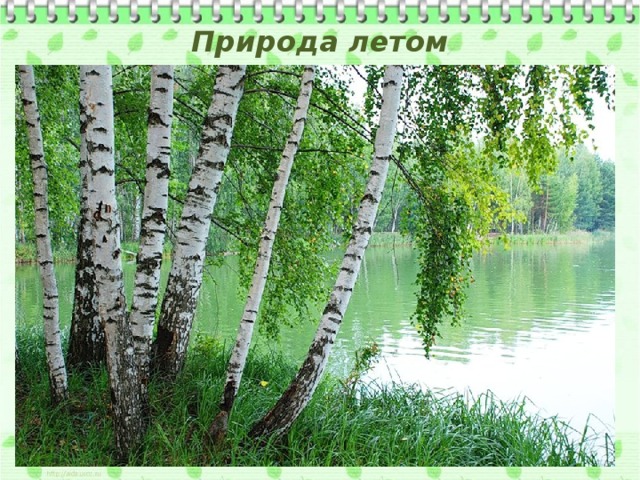 Природа летом 