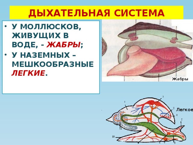 Наземные моллюски дышат всей поверхностью тела. Дыхательная система моллюсков 7 класс. Дыхательная система двустворчатых моллюсков жабры.