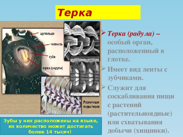 Кто из перечисленных организмов не имеет мантии. Терка Радула. Терка Радула у моллюсков. Тёрка это в биологии. Терка Радула это в биологии.