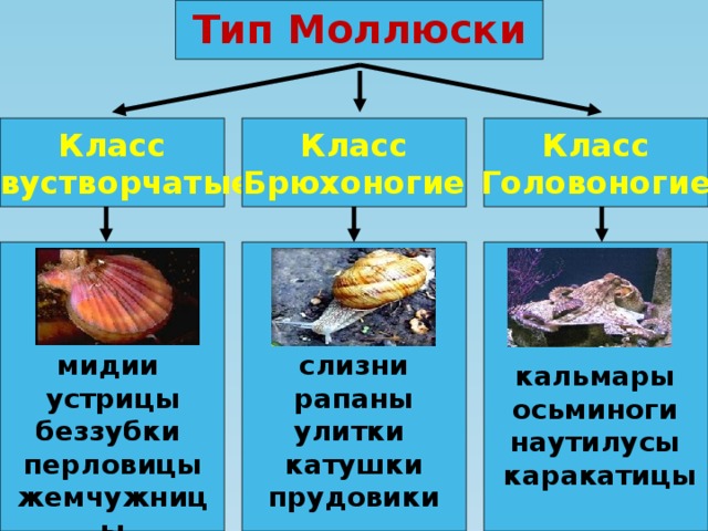 Класс моллюски примеры. Моллюски классы. Тип моллюски классы. Представители классов моллюсков. Представители классов типа моллюски.