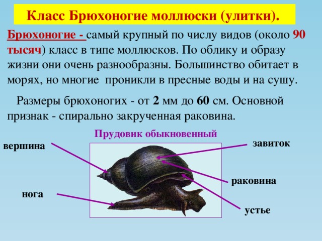 Какой тип питания характерен для прудовика обыкновенного изображенного на рисунке