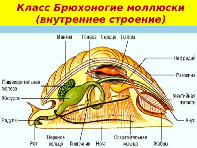 Туловище моллюсков. Строение тела брюхоногих моллюсков. Внешнее и внутреннее строение двустворчатых моллюсков. Строение брюхоногих моллюсков схема. Мантийная полость у брюхоногих моллюсков.