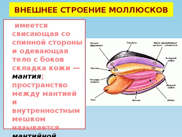 Тип моллюски полость тела