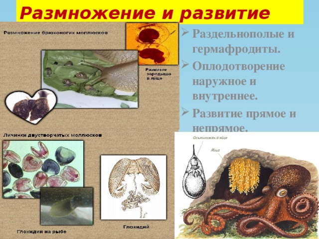Презентация по биологии для 7 класса на тему : Тип моллюски.