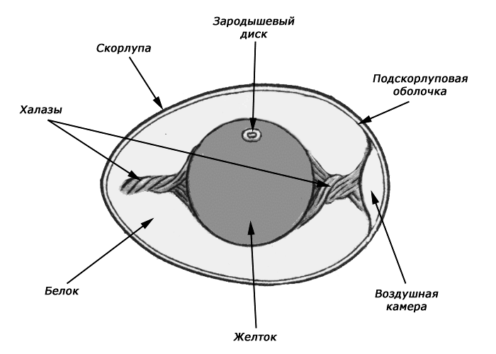 Схема строения яйца птицы