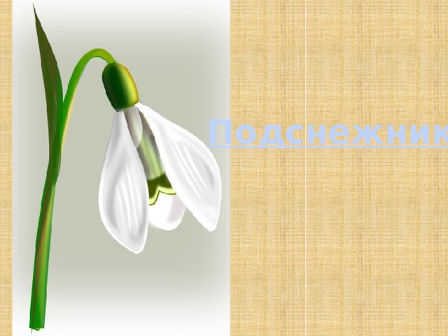 Подснежник