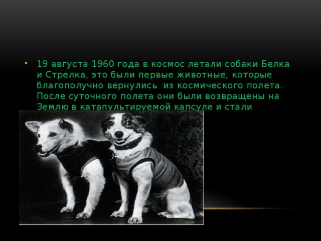 19 августа 1960. Белка и стрелка первый полет в космос. Белка и стрелка после полета в космос. Белка и стрелка 19 августа 1960 года. Собаки которые летали в космос.