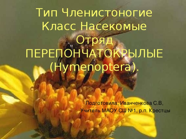 Тип Членистоногие  Класс Насекомые  Отряд ПЕРЕПОНЧАТОКРЫЛЫЕ (Hymenoptera). Подготовила: Иванченкова С.В, Учитель МАОУ СШ №1, р.п. Крестцы 