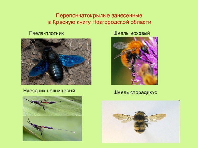 Красная книга новгородской области презентация