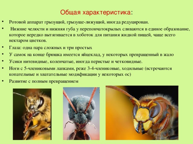 Общая характеристика : Ротовой аппарат грызущий, грызуще-лижущий, иногда редуцирован.  Нижние челюсти и нижняя губа у перепончатокрылых сливаются в единое образование, которое нередко вытягивается в хоботок для питания жидкой пищей, чаще всего нектаром цветков. Глаза: одна пара сложных и три простых У самок на конце брюшка имеется яйцеклад, у некоторых превращенный в жало Усики нитевидные, коленчатые, иногда перистые и четковидные. Ноги с 5-члениковыми лапками, реже 3-4-члениковые, ходильные (встречаются копательные и хватательные модификации у некоторых ос) Развитие с полным превращением 