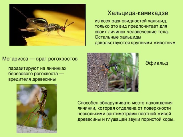 Откладывают свои яйца в тела млекопитающих, но лишь эта …