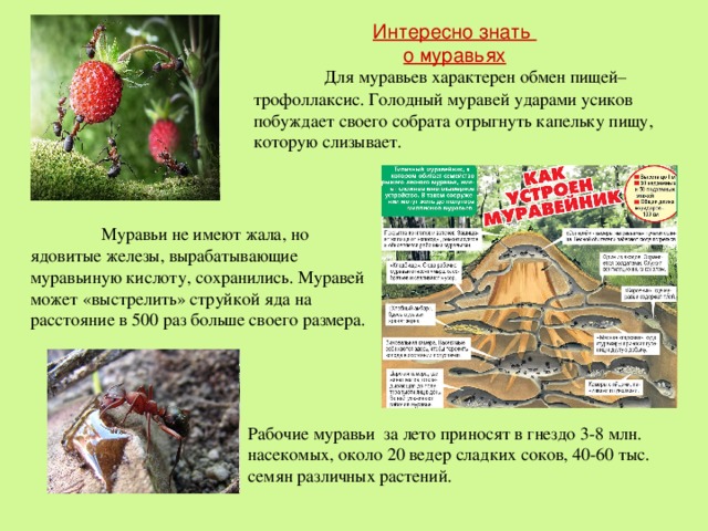 Интересно знать  о муравьях     Для муравьев характерен обмен пищей– трофоллаксис. Голодный муравей ударами усиков побуждает своего собрата отрыгнуть капельку пищу, которую слизывает.  Муравьи не имеют жала, но ядовитые железы, вырабатывающие муравьиную кислоту, сохранились. Муравей может « выстрелить » струйкой яда на расстояние в 500 раз больше своего размера.   Рабочие муравьи за лето приносят в гнездо 3-8 млн. насекомых, около 20 ведер сладких соков, 40-60 тыс. семян различных растений.   