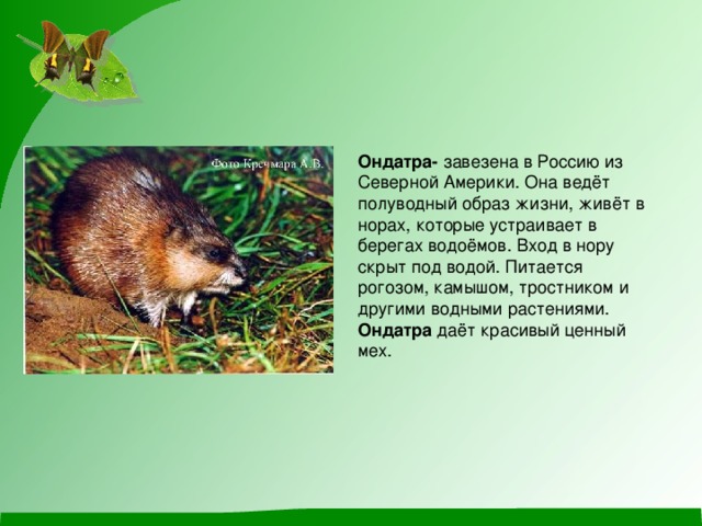 Ондатра- завезена в Россию из Северной Америки. Она ведёт полуводный образ жизни, живёт в норах, которые устраивает в берегах водоёмов. Вход в нору скрыт под водой. Питается рогозом, камышом, тростником и другими водными растениями. Ондатра даёт красивый ценный мех. 