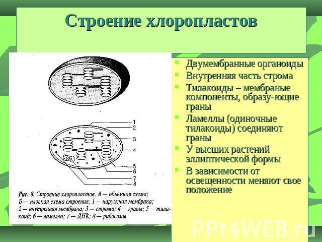 Назовите органоиды клетки изображенные на рисунке и подпишите их части