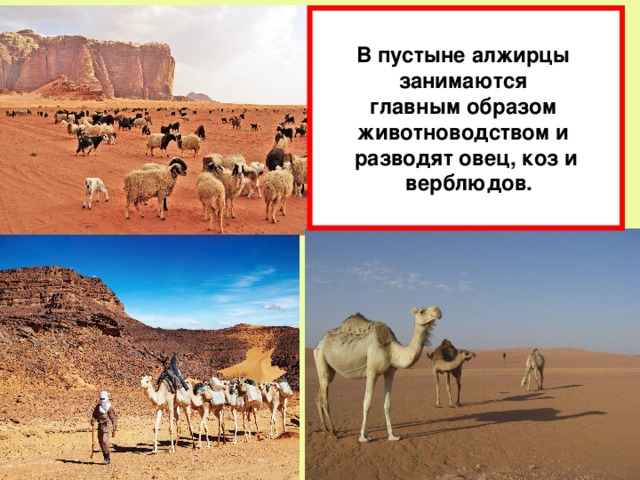 В пустыне алжирцы занимаются главным образом животноводством и разводят овец, коз и  верблюдов. 