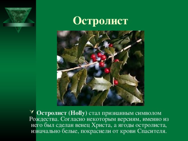  Остролист Остролист (Holly) стал признанным символом Рождества. Согласно некоторым версиям, именно из него был сделан венец Христа, а ягоды остролиста, изначально белые, покраснели от крови Спасителя.  