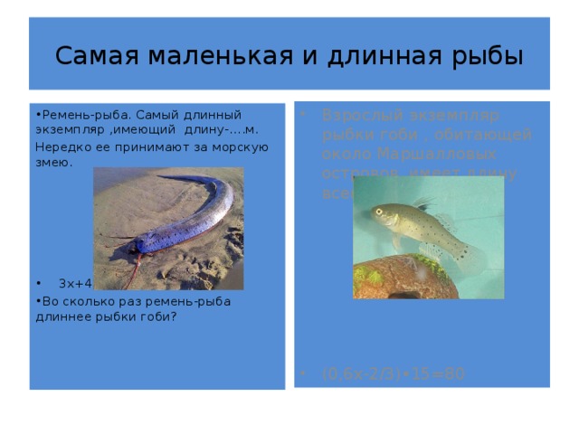 Самая маленькая и длинная рыбы Взрослый экземпляр рыбки гоби , обитающей около Маршалловых островов, имеет длину всего-….. мм. (0,6х-2/3)•15=80 • Ремень-рыба. Самый длинный экземпляр ,имеющий длину-….м. Нередко ее принимают за морскую змею. • 3х+40=8х-15 • Во сколько раз ремень-рыба длиннее рыбки гоби? 