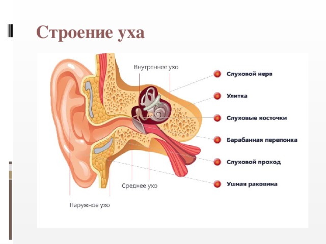 Строение уха 