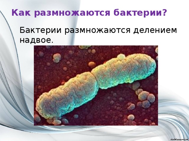 Как размножаются бактерии?    Бактерии размножаются делением надвое.