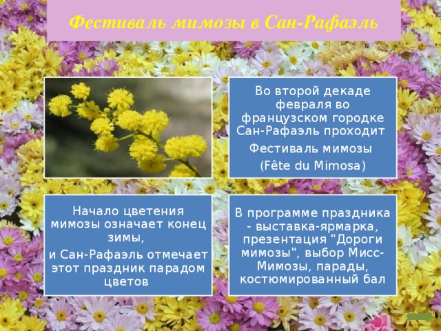 Мимоза на языке цветов. Мимоза цветок для презентации. Мимоза презентация для детей. Этапы цветения мимозы.