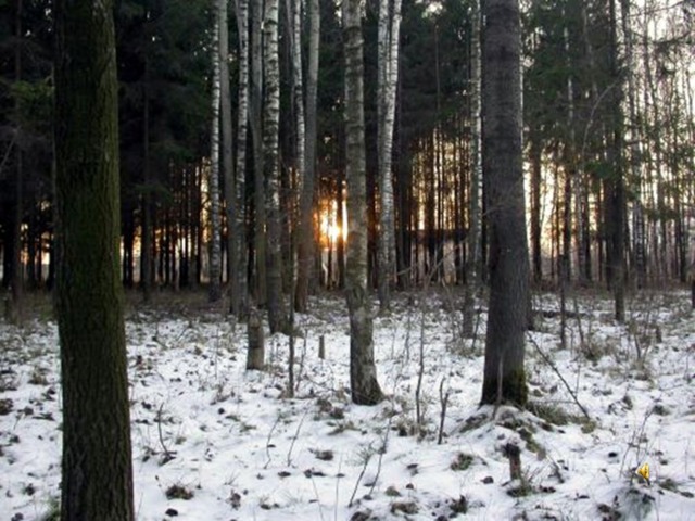 Лес и голоса птиц