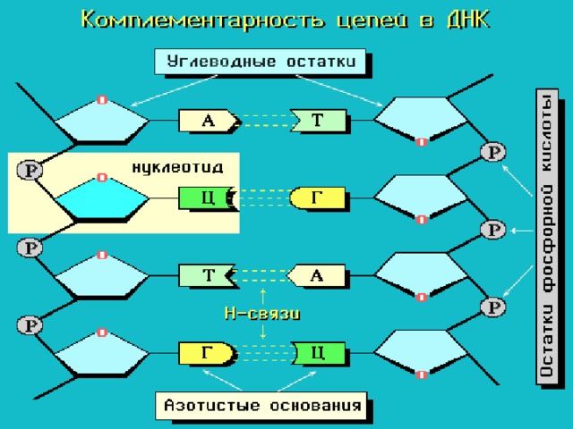 2 генетический код его свойства