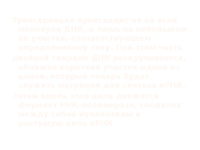 Транскрипция происходит не на всей молекуле ДНК, а лишь на небольшом ее участке, соответствующем определенному гену. При этом часть двойной спирали ДНК раскручивается, обнажая короткий участок одной из цепей, который теперь будет служить матрицей для синтеза иРНК. Затем вдоль этой цепи движется фермент РНК-полимераза, соединяя между собой нуклеотиды в растущую цепь иРНК 