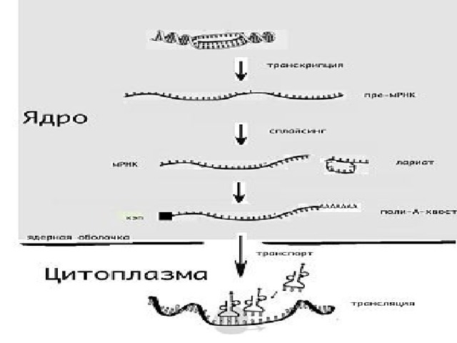 2 генетический код его свойства