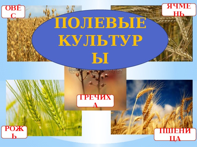 ЯЧМЕНЬ ОВЁС ПОЛЕВЫЕ КУЛЬТУРЫ ГРЕЧИХА РОЖЬ ПШЕНИЦА 