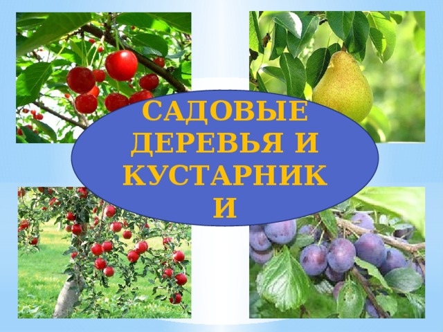 САДОВЫЕ ДЕРЕВЬЯ И КУСТАРНИКИ 