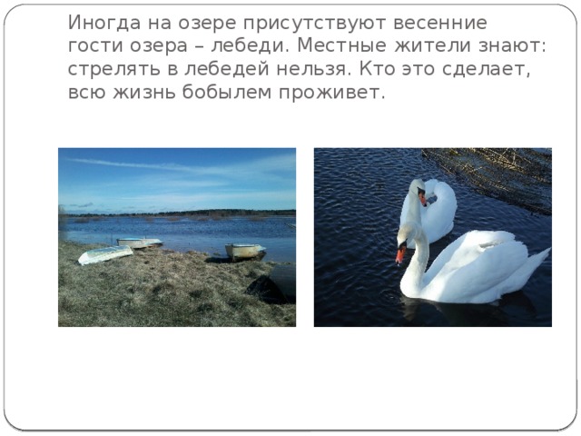Иногда на озере присутствуют весенние гости озера – лебеди. Местные жители знают: стрелять в лебедей нельзя. Кто это сделает, всю жизнь бобылем проживет. 
