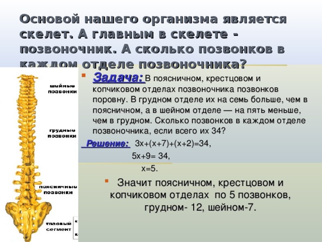 Основой нашего организма является скелет. А главным в скелете - позвоночник. А сколько позвонков в каждом отделе позвоночника? Задача: В поясничном, крестцовом и копчиковом отделах позвоночника позвонков поровну. В грудном отделе их на семь больше, чем в поясничном, а в шейном отделе — на пять меньше, чем в грудном. Сколько позвонков в каждом отделе позвоночника, если всего их 34?  Решение: 3х+(х+7)+(х+2)=34,  5х+9= 34,  х=5. Значит поясничном, крестцовом и копчиковом отделах по 5 позвонков, грудном- 12, шейном-7. 