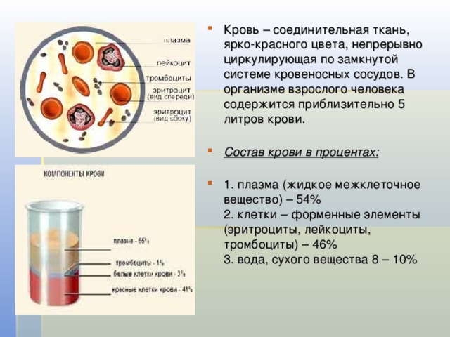 Кровь – соединительная ткань, ярко-красного цвета, непрерывно циркулирующая по замкнутой системе кровеносных сосудов. В организме взрослого человека содержится приблизительно 5 литров крови.   Состав крови в процентах:   1. плазма (жидкое межклеточное вещество) – 54%  2. клетки – форменные элементы (эритроциты, лейкоциты, тромбоциты) – 46%  3. вода, сухого вещества 8 – 10%    